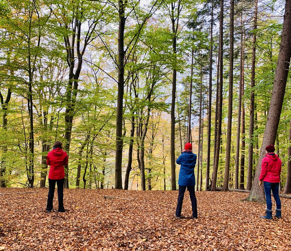 Qi-Gong-Auszeit-im-Wald-Therapie Gruppe beim Waldbaden - Qi Gong zum Auftanken und Stressabbau als Teamevent